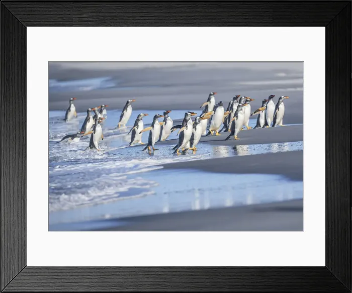Framed Print : Gentoo Penguins (Pygocelis papua papua), Sea Lion Island, Falkland Islands Framed Print : Gentoo Penguins (Pygocelis papua papua), Sea Lion Island, Falkland Islands