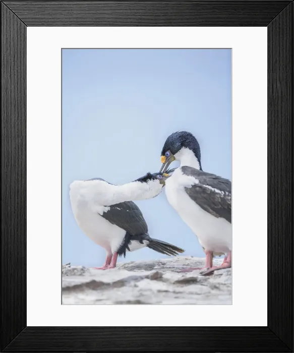 Framed Print : Imperial shags (Leucocarbo atriceps), Sea Lion Island, Falkland Islands Framed Print : Imperial shags (Leucocarbo atriceps), Sea Lion Island, Falkland Islands