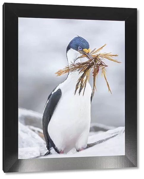 Imperial shag (Leucocarbo atriceps) carrying nesting material, Sea Lion Island