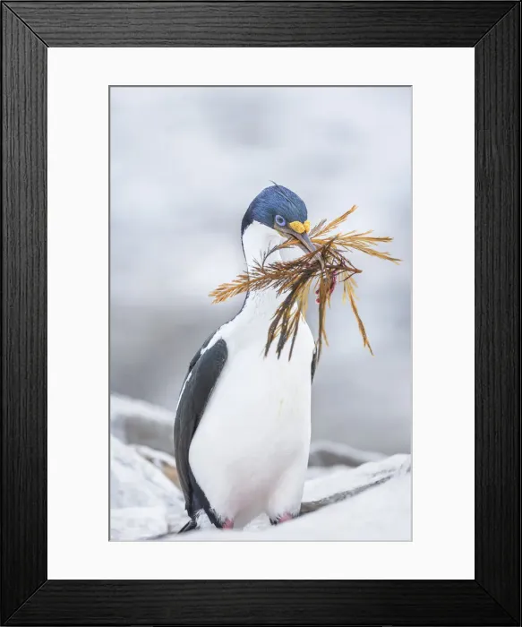 Framed Print : Imperial shag (Leucocarbo atriceps) carrying nesting material, Sea Lion Island Framed Print : Imperial shag (Leucocarbo atriceps) carrying nesting material, Sea Lion Island