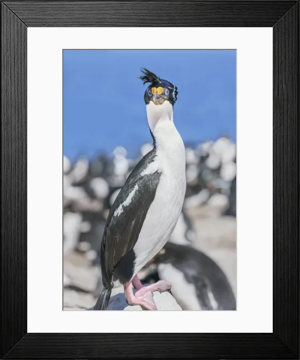 Framed Print : Imperial shags (Leucocarbo atriceps) colony, Sea Lion Island, Falkland Islands Framed Print : Imperial shags (Leucocarbo atriceps) colony, Sea Lion Island, Falkland Islands