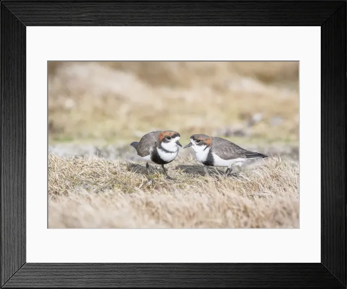 Framed Print : Two-banded Plover (Charadrius falklandicus) pair, Sea Lion Island, Falkland Islands Framed Print : Two-banded Plover (Charadrius falklandicus) pair, Sea Lion Island, Falkland Islands