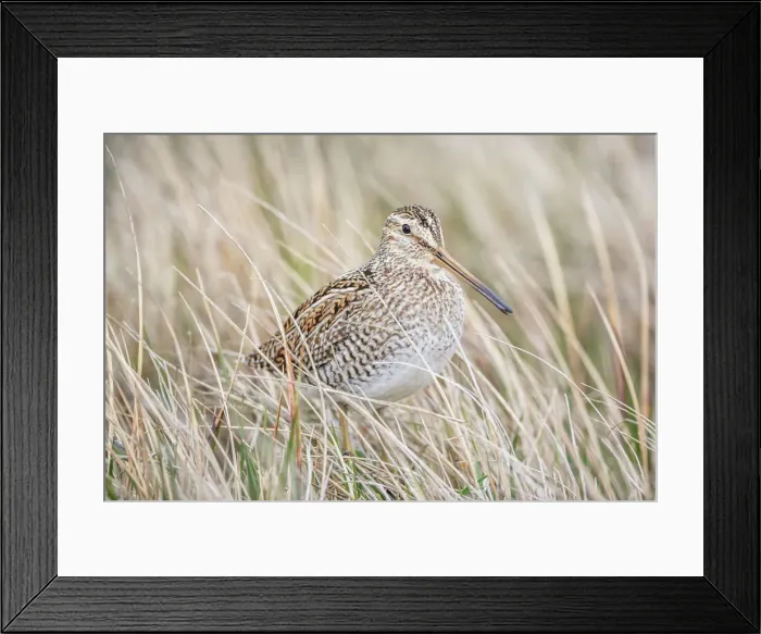 Framed Print : South American snipe (Gallinago paraguaiae), Sea Lion Island, Falkland Islands Framed Print : South American snipe (Gallinago paraguaiae), Sea Lion Island, Falkland Islands