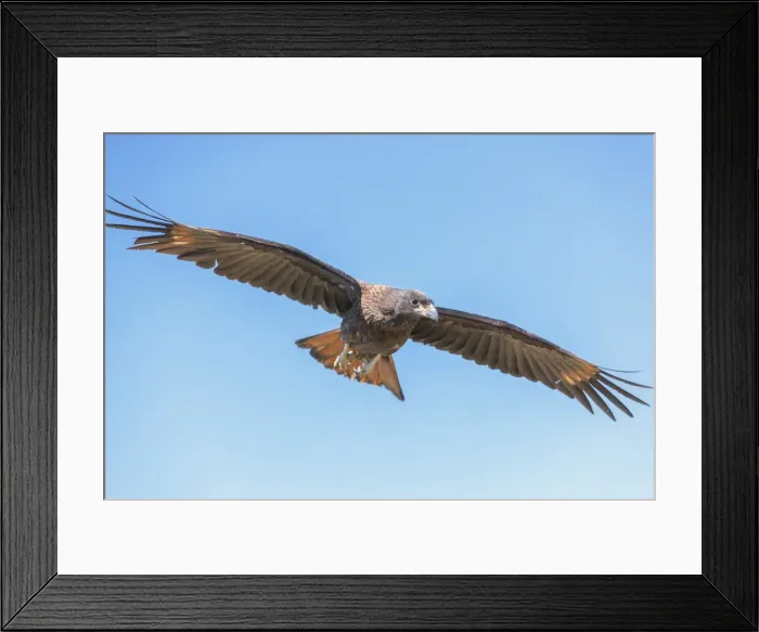 Framed Print : Striated Caracara (Phalcoboenus australis) in flight, Sea Lion Island, Falkland Islands Framed Print : Striated Caracara (Phalcoboenus australis) in flight, Sea Lion Island, Falkland Islands