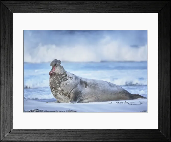 Framed Print : Southern elephant seal (Mirounga leonina) male roaring, Sea Lion Island, Falkland Islands Framed Print : Southern elephant seal (Mirounga leonina) male roaring, Sea Lion Island, Falkland Islands