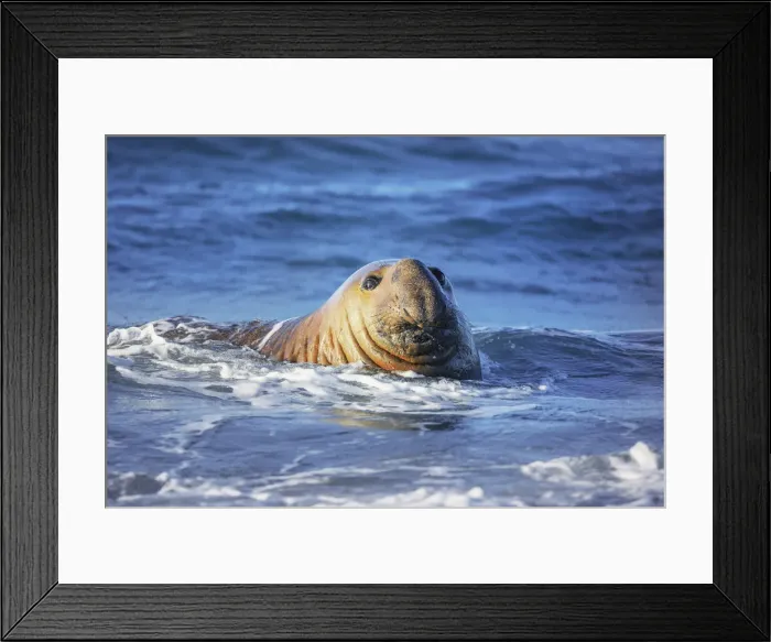 Framed Print : Southern elephant seal (Mirounga leonina) male swimming, Sea Lion Island Framed Print : Southern elephant seal (Mirounga leonina) male swimming, Sea Lion Island