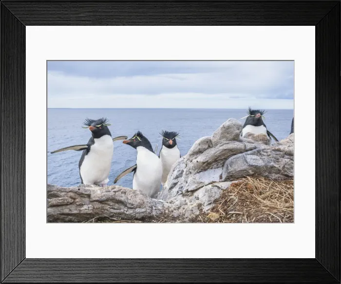 Framed Print : Rockhopper penguins (Eudyptes chrysocome chrysocome), East Falkland, Falkland Islands Framed Print : Rockhopper penguins (Eudyptes chrysocome chrysocome), East Falkland, Falkland Islands
