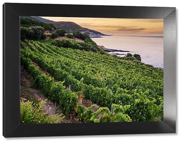 Vineyards by the sea at sunset, Corsica, France