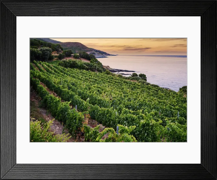 Framed Print : Vineyards by the sea at sunset, Corsica, France Framed Print : Vineyards by the sea at sunset, Corsica, France