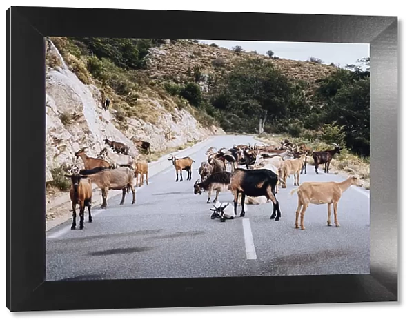 wild goats and sheep on the road near the Plateau de Coscione, Corsica
