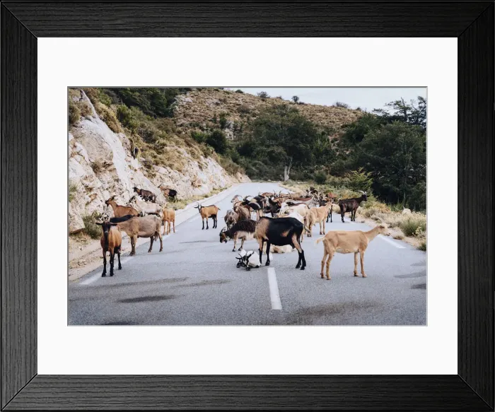 Framed Print : wild goats and sheep on the road near the Plateau de Coscione, Corsica Framed Print : wild goats and sheep on the road near the Plateau de Coscione, Corsica