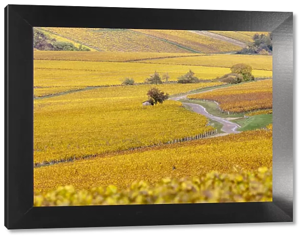 France, Bourgogne-Franche-Comta©, Burgundy, Chablis, a road winds through vineyards near