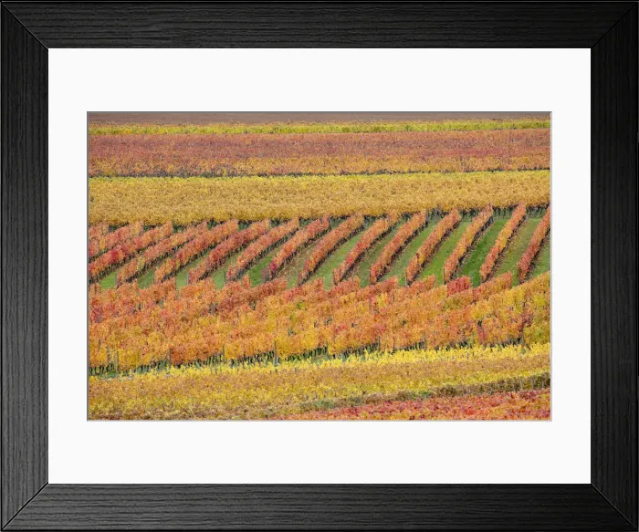 Framed Print : France, Bourgogne-Franche-Comta©, Burgundy, Beaune, vineyards in autumn colour Framed Print : France, Bourgogne-Franche-Comta©, Burgundy, Beaune, vineyards in autumn colour