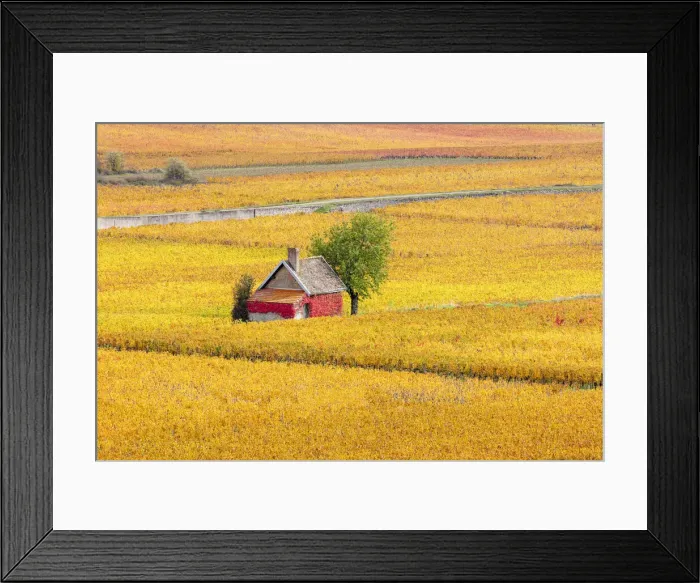 Framed Print : France, Bourgogne-Franche-Comta©, Burgundy, Beaune, a hut surrounded by vine in autumn Framed Print : France, Bourgogne-Franche-Comta©, Burgundy, Beaune, a hut surrounded by vine in autumn