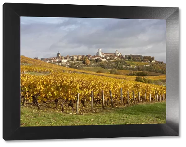 France, Bourgogne-Franche-Comta©, Burgundy, Yonne, Vezelay surrounded by vines in