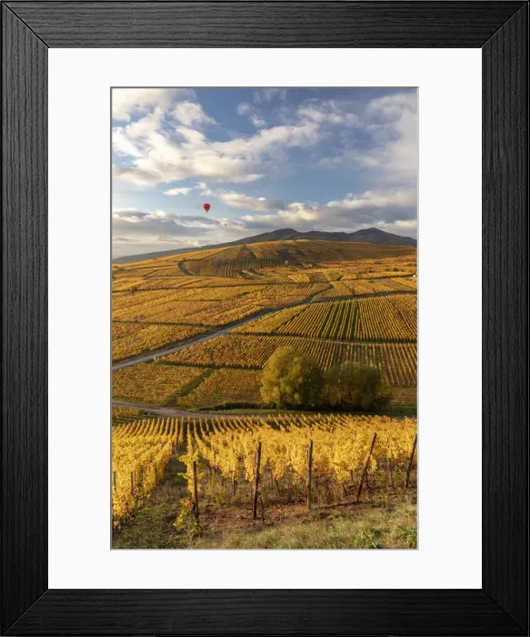 Framed Print : France, Grande Est, Alsace, Haut-Rhin, Ammerschwihr, a hot air balloon flies over