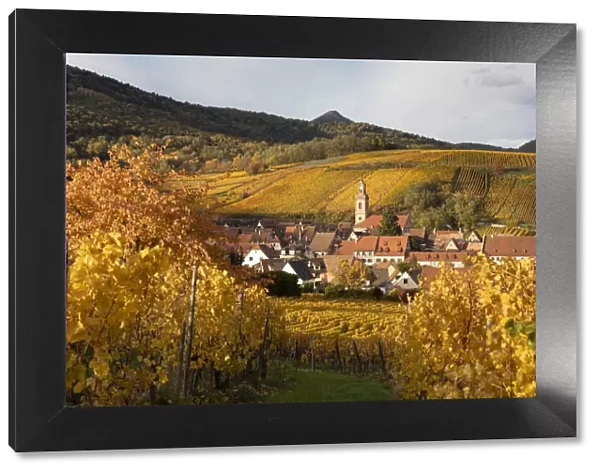 France, Grande Est, Alsace, Haut-Rhin, Riquewihr and vineyards in the autumn