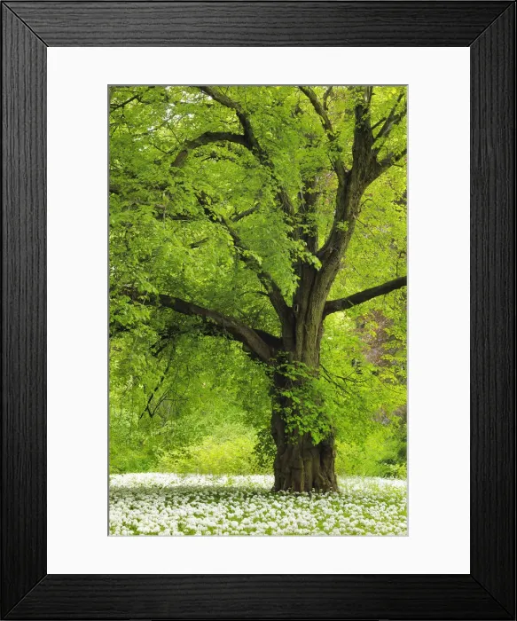 Framed Print : Germany, Mecklenburg-Western Pomerania, Baltic Sea, Ruegen Island, Putbus, Palace park Framed Print : Germany, Mecklenburg-Western Pomerania, Baltic Sea, Ruegen Island, Putbus, Palace park