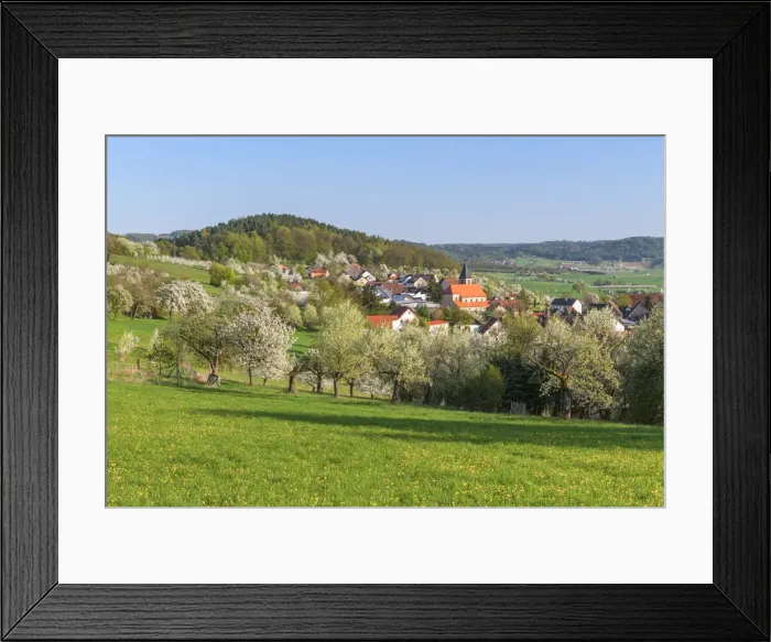 Framed Print : Village Wiesenthau and orchard with blossoming cherry tree (Prunus avium) Framed Print : Village Wiesenthau and orchard with blossoming cherry tree (Prunus avium)