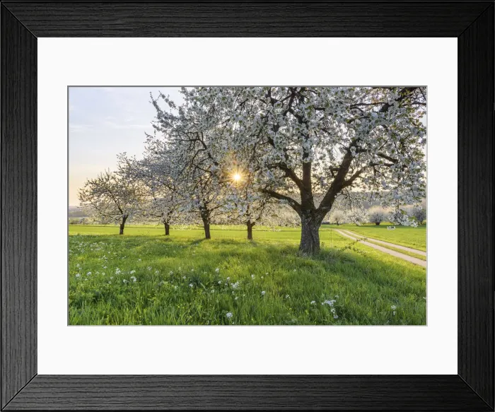 Framed Print : orchard with blossoming cherry trees (Prunus avium), Ehrenbuerg nature reserve Framed Print : orchard with blossoming cherry trees (Prunus avium), Ehrenbuerg nature reserve