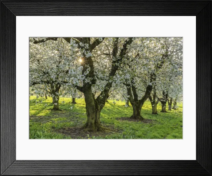 Framed Print : orchard with blossoming cherry trees (Prunus avium), Ehrenbuerg nature reserve Framed Print : orchard with blossoming cherry trees (Prunus avium), Ehrenbuerg nature reserve