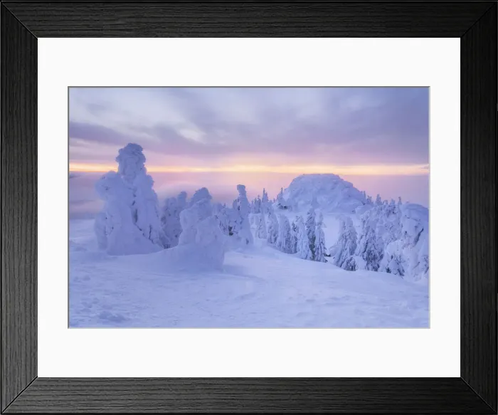 Framed Print : Snow covered Spruce trees, Bavarian Forest, Big Arber, Bavaria, Germany Framed Print : Snow covered Spruce trees, Bavarian Forest, Big Arber, Bavaria, Germany