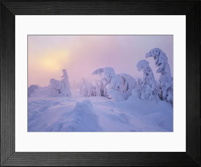 Framed Print : Snow covered Spruce trees, Bavarian Forest, Big Arber, Bavaria, Germany Framed Print : Snow covered Spruce trees, Bavarian Forest, Big Arber, Bavaria, Germany