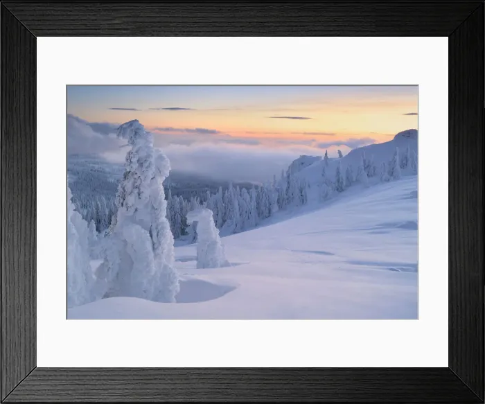 Framed Print : Snow covered Spruce trees, Bavarian Forest, Big Arber, Bavaria, Germany Framed Print : Snow covered Spruce trees, Bavarian Forest, Big Arber, Bavaria, Germany