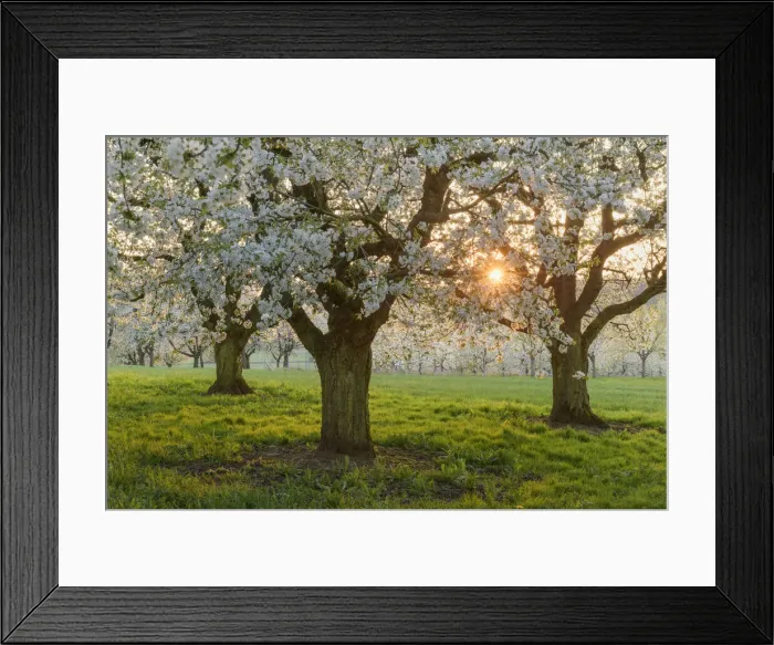 Framed Print : orchard with blossoming cherry trees (Prunus avium), Ehrenbuerg nature reserve Framed Print : orchard with blossoming cherry trees (Prunus avium), Ehrenbuerg nature reserve