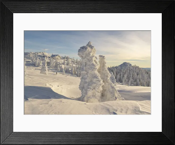 Framed Print : Snow covered Spruce trees, Bavarian Forest, Big Arber, Bavaria, Germany Framed Print : Snow covered Spruce trees, Bavarian Forest, Big Arber, Bavaria, Germany