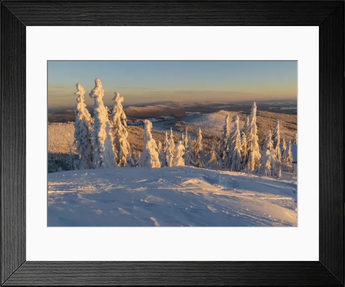 Framed Print : Snow-covered spruce trees at Mt. Lusen, National Park Bavaria Forest, Bavaria, Germany Framed Print : Snow-covered spruce trees at Mt. Lusen, National Park Bavaria Forest, Bavaria, Germany