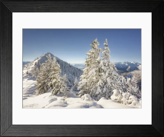 Framed Print : Snow covered spruce trees at Herzogstand with a view of Martinskopf 1675 m, Heimgarten Framed Print : Snow covered spruce trees at Herzogstand with a view of Martinskopf 1675 m, Heimgarten