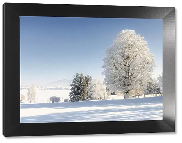 Winter landscape with hoarfrost trees, near Fuessen, Allgeau Alps, Alps, Allgeau