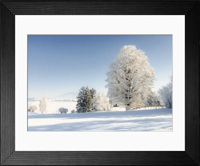 Framed Print : Winter landscape with hoarfrost trees, near Fuessen, Allgeau Alps, Alps, Allgeau Framed Print : Winter landscape with hoarfrost trees, near Fuessen, Allgeau Alps, Alps, Allgeau