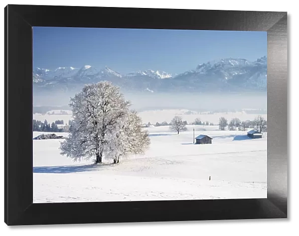 Winter landscape with hoarfrost trees, near Fuessen, Ammergauer Alps, Allgeau Alps, Alps