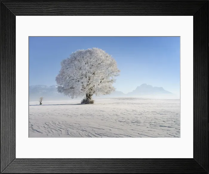 Framed Print : Beech tree with hoarfrost, near Fuessen, Allgeau Alps, Alps, Allgeau, Bavaria, Germany Framed Print : Beech tree with hoarfrost, near Fuessen, Allgeau Alps, Alps, Allgeau, Bavaria, Germany