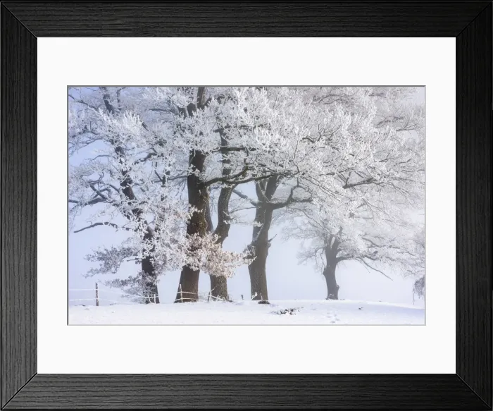 Framed Print : Oak trees with hoar frost, Toelzer Land, Upper Bavaria, Bavaria, Germany