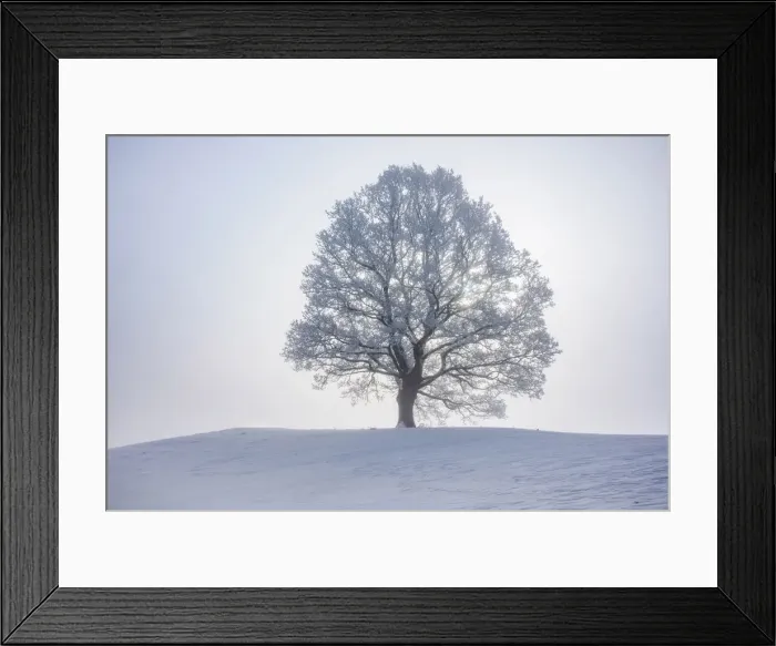 Framed Print : Lime tree with hoar frost, Toelzer Land, Upper Bavaria, Bavaria, Germany Framed Print : Lime tree with hoar frost, Toelzer Land, Upper Bavaria, Bavaria, Germany