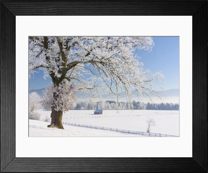 Framed Print : Oak tree at Kochelmoos in winter, Toelzer Land, Upper Bavaria, Alps, Isarwinkel Framed Print : Oak tree at Kochelmoos in winter, Toelzer Land, Upper Bavaria, Alps, Isarwinkel