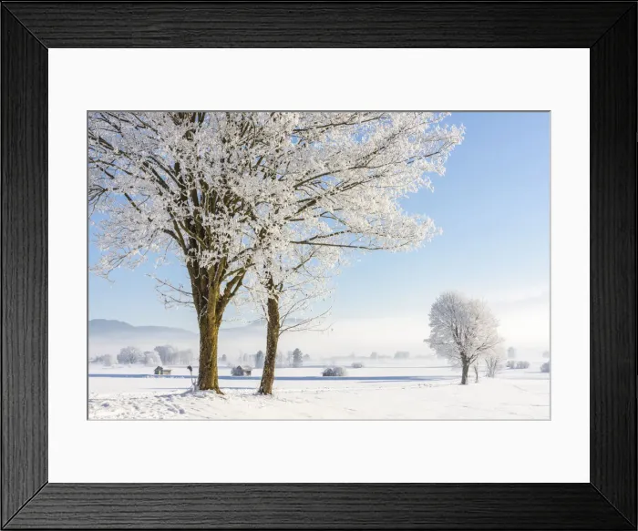 Framed Print : Winter trees at Kochelmoos, Toelzer Land, Upper Bavaria, Alps, Isarwinkel, Upper Bavaria Framed Print : Winter trees at Kochelmoos, Toelzer Land, Upper Bavaria, Alps, Isarwinkel, Upper Bavaria