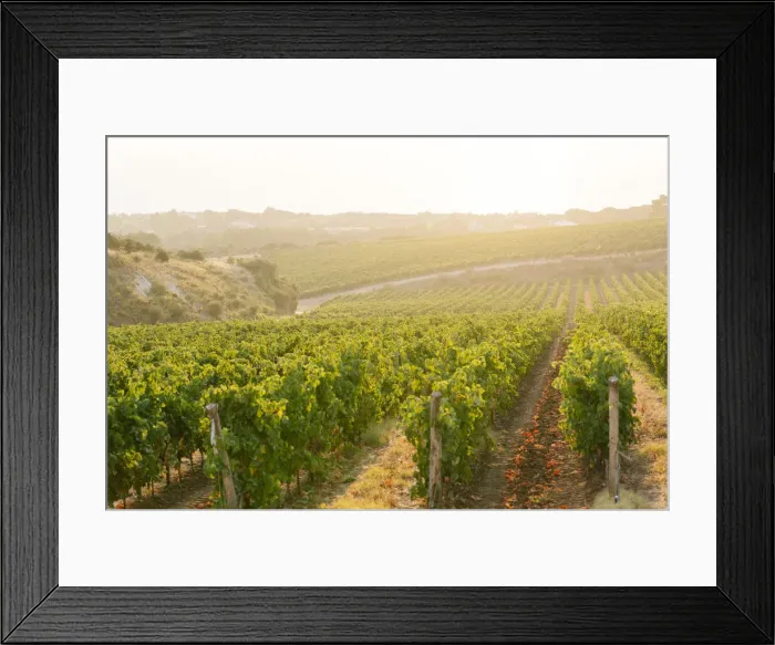 Framed Print : Cannonau and Vermentino Vineyards in Sardinia Island, Italy Framed Print : Cannonau and Vermentino Vineyards in Sardinia Island, Italy