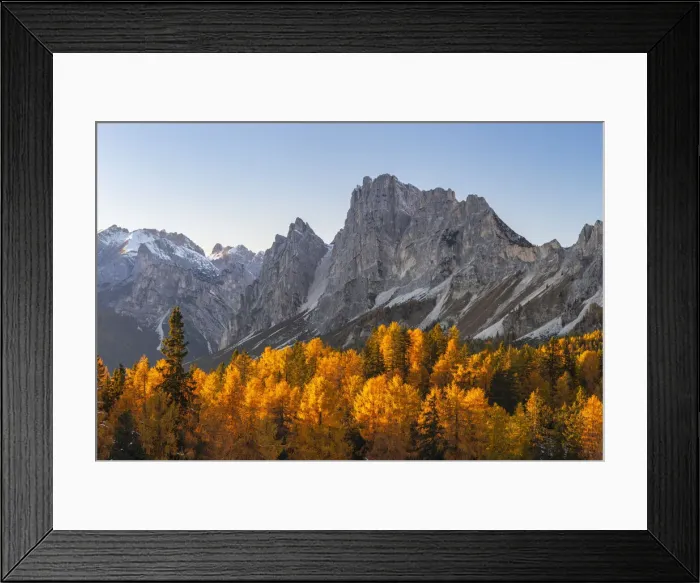 Framed Print : Larch trees against Cristallo Massif, Dolomites, South Tyrol, Alto Adige Framed Print : Larch trees against Cristallo Massif, Dolomites, South Tyrol, Alto Adige