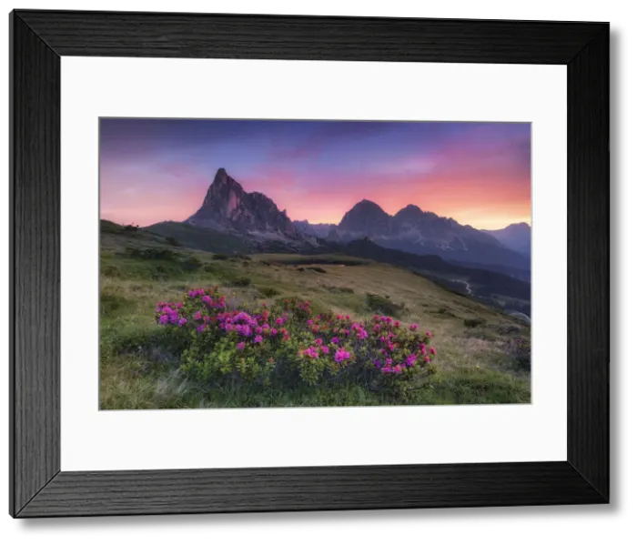 Framed Print : Alpine rose against Mt. Nuvolau, Passo di Giau, Cortina da'Ampezzo, Dolomites Framed Print : Alpine rose against Mt. Nuvolau, Passo di Giau, Cortina da'Ampezzo, Dolomites