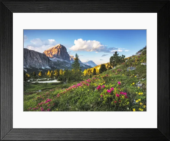 Framed Print : Alpine rose against Tofana di Rozes, Passo Falzarego, Cortina da'Ampezzo, Dolomites Framed Print : Alpine rose against Tofana di Rozes, Passo Falzarego, Cortina da'Ampezzo, Dolomites