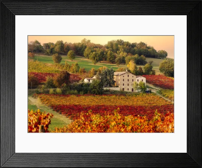 Framed Print : Lambrusco Grasparossa Vineyards and farmhouse in autumn, Castelvetro di Modena Framed Print : Lambrusco Grasparossa Vineyards and farmhouse in autumn, Castelvetro di Modena