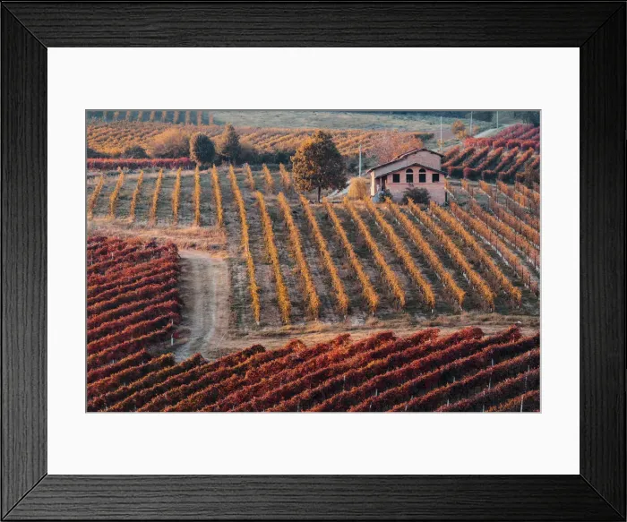 Framed Print : Lambrusco Grasparossa Vineyards and farmhouse in autumn, Castelvetro di Modena Framed Print : Lambrusco Grasparossa Vineyards and farmhouse in autumn, Castelvetro di Modena