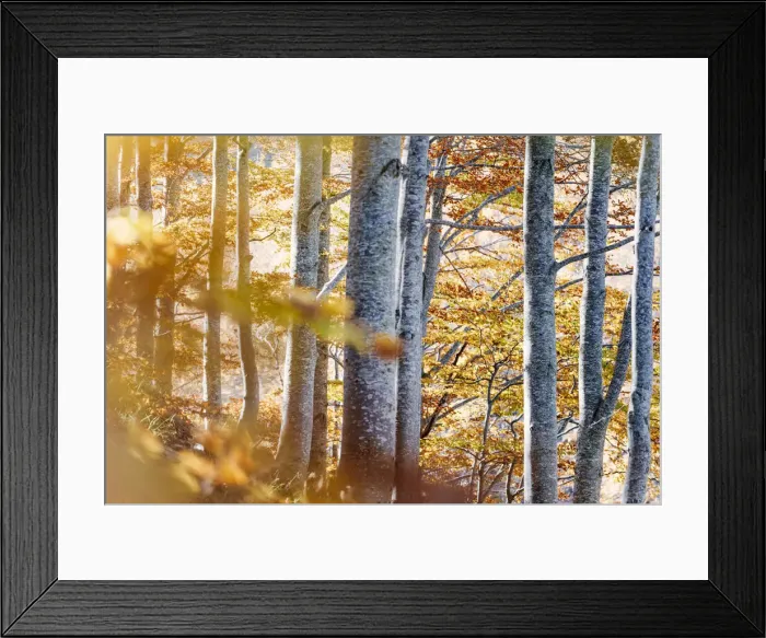 Framed Print : Autumn forest in Lago Santo Modenese, Modena, Emilia Romagna, Italy Framed Print : Autumn forest in Lago Santo Modenese, Modena, Emilia Romagna, Italy