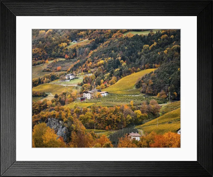 Framed Print : Vineyards and autumn landscape in Bolzen, Trentino Alto Adige, Italy Framed Print : Vineyards and autumn landscape in Bolzen, Trentino Alto Adige, Italy