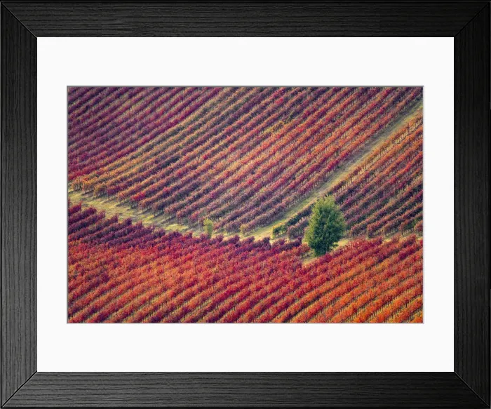 Framed Print : Lambrusco Grasparossa Vineyards in autumn, Castelvetro di Modena Framed Print : Lambrusco Grasparossa Vineyards in autumn, Castelvetro di Modena