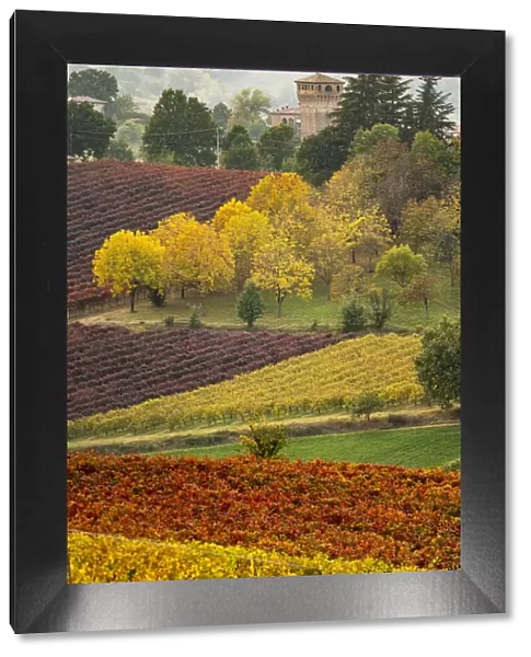 Castle and Vineyards in autumn, Castelvetro di Modena, Italy